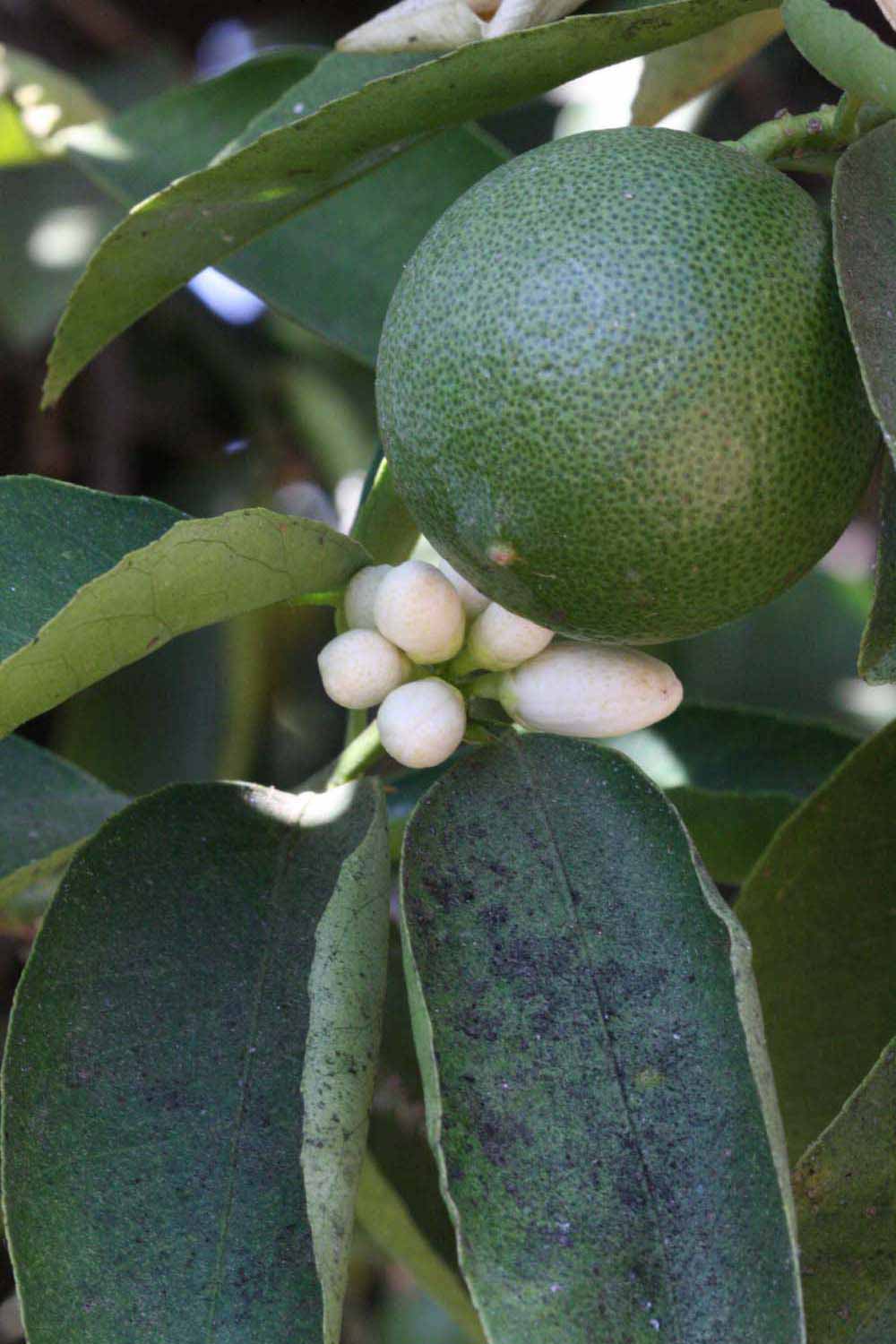              Flower (Riverside, CA)       